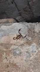 Euscorpius