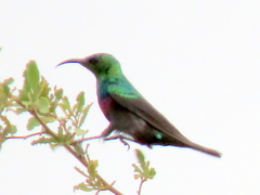 Cinnyris mariquensis mariquensis