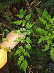 Pteris macilenta