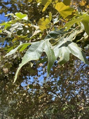 Platanus