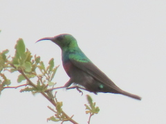 Cinnyris mariquensis mariquensis