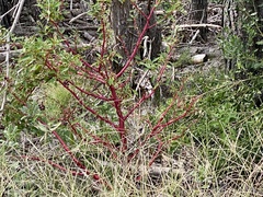 Phytolacca americana rigida