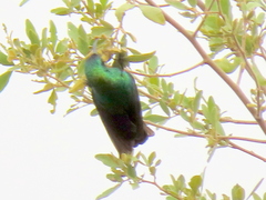 Cinnyris mariquensis mariquensis