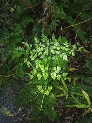 Pteris macilenta