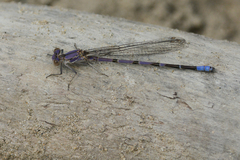 Argia emma