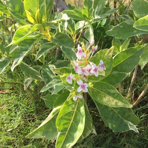 Pseuderanthemum maculatum