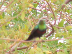 Cinnyris mariquensis mariquensis
