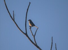 Sporophila