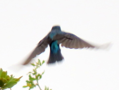 Cinnyris mariquensis mariquensis