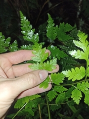 Pteris macilenta