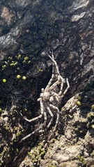 Philodromus margaritatus