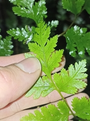 Pteris macilenta
