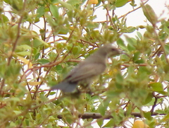 Cinnyris mariquensis mariquensis