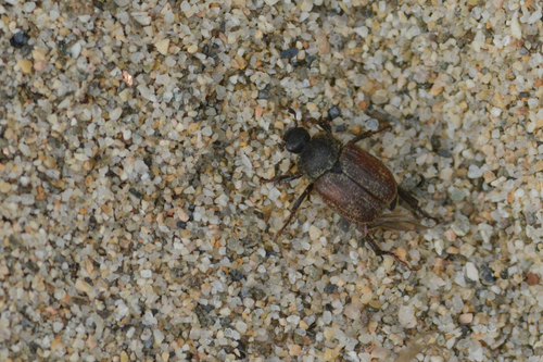 Hoplia sackenii