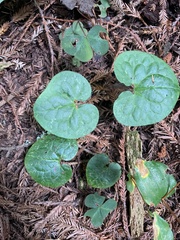 Asarum caudatum