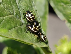 Nezara viridula