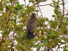 Cinnyris mariquensis mariquensis