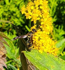 Parancistrocerus fulvipes