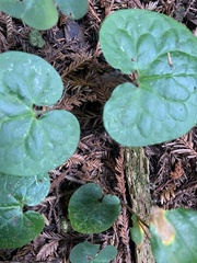 Asarum caudatum
