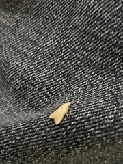 Coelostathma discopunctana