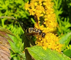 Parancistrocerus fulvipes