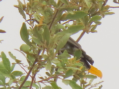 Cinnyris mariquensis mariquensis