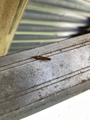 Dichomeris ligulella