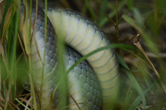 Coluber constrictor mormon
