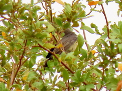Cinnyris mariquensis mariquensis