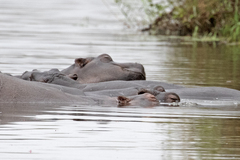 Hippopotamus amphibius