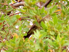 Cinnyris mariquensis mariquensis