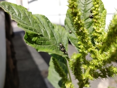 Nezara viridula