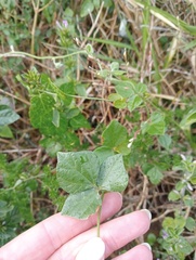 Rhynchosia caribaea