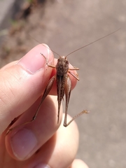 Platycleis albopunctata