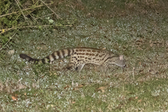 Genetta maculata