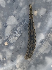 Placobdella parasitica image