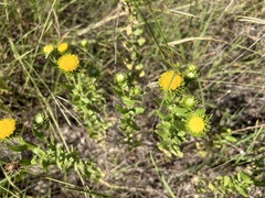 Grindelia nuda