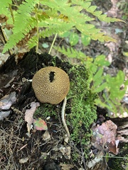 Lycoperdaceae