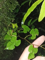 Muehlenbeckia australis