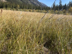 Symphyotrichum boreale