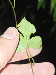 Muehlenbeckia australis