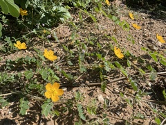 Kallstroemia peninsularis