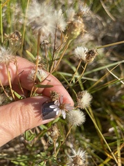 Symphyotrichum boreale
