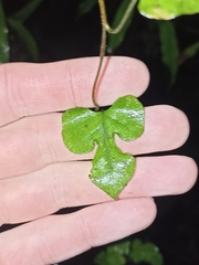 Muehlenbeckia australis
