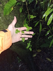 Muehlenbeckia australis