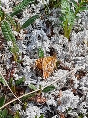 Boloria freija