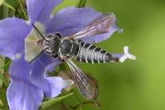 Coelioxys modestus