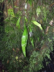 Loxogramme dictyopteris