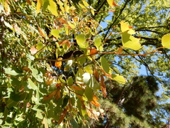 Tilia mongolica