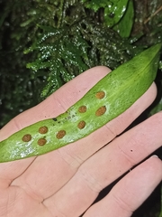 Loxogramme dictyopteris